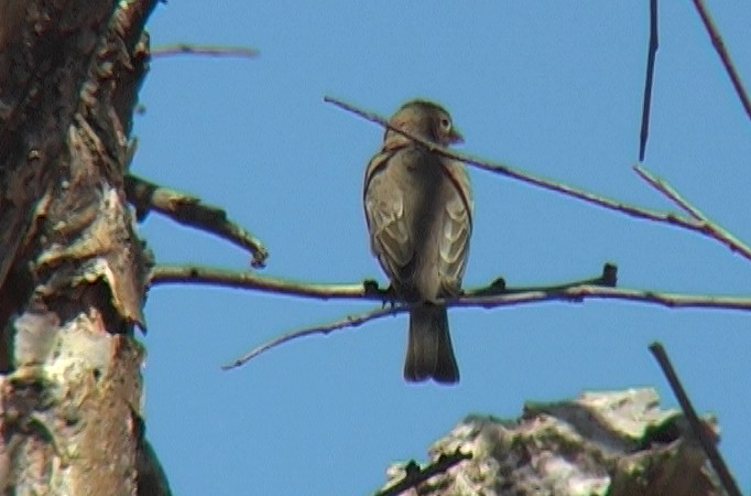 Yellow-spotted Bush Sparrow - Josep del Hoyo