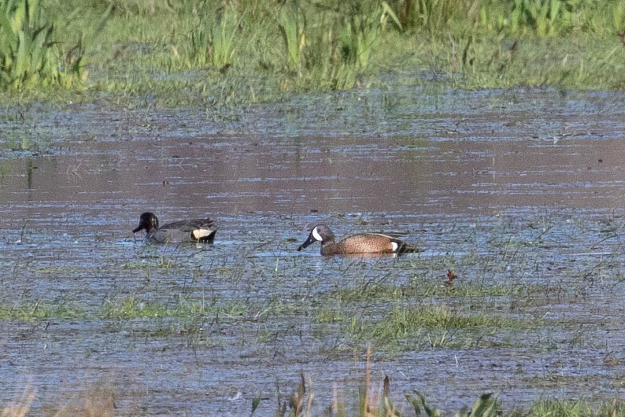 Blue-winged Teal - ML329289601