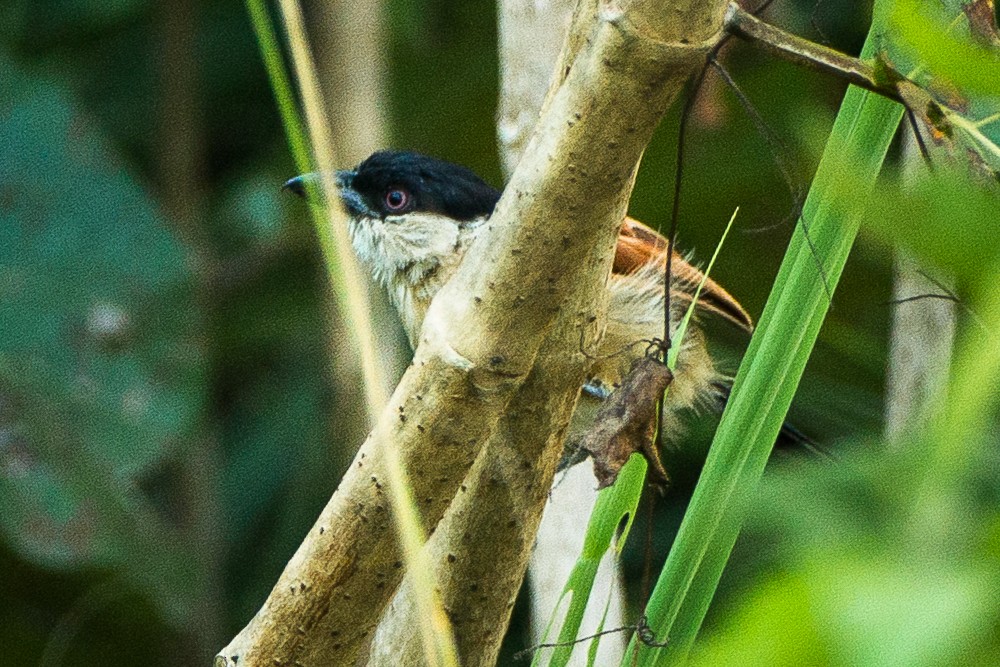 Marsh Tchagra - ML329289931