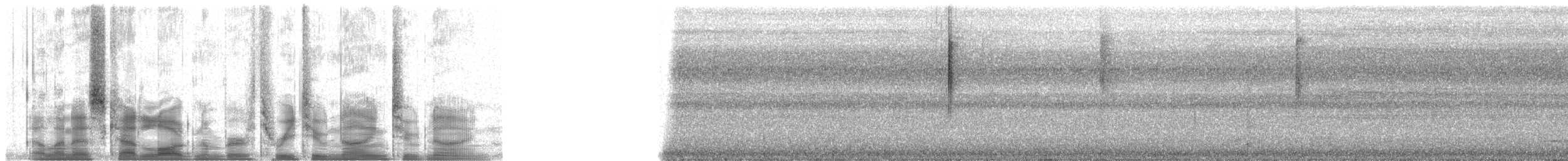 Dicée des Célèbes - ML32929