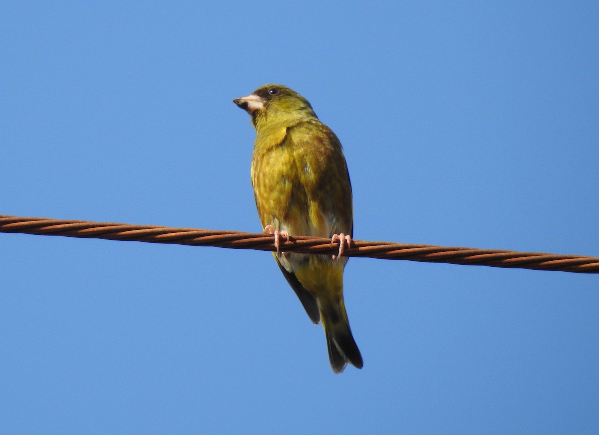 Нангиад ногоолдой - ML329290021