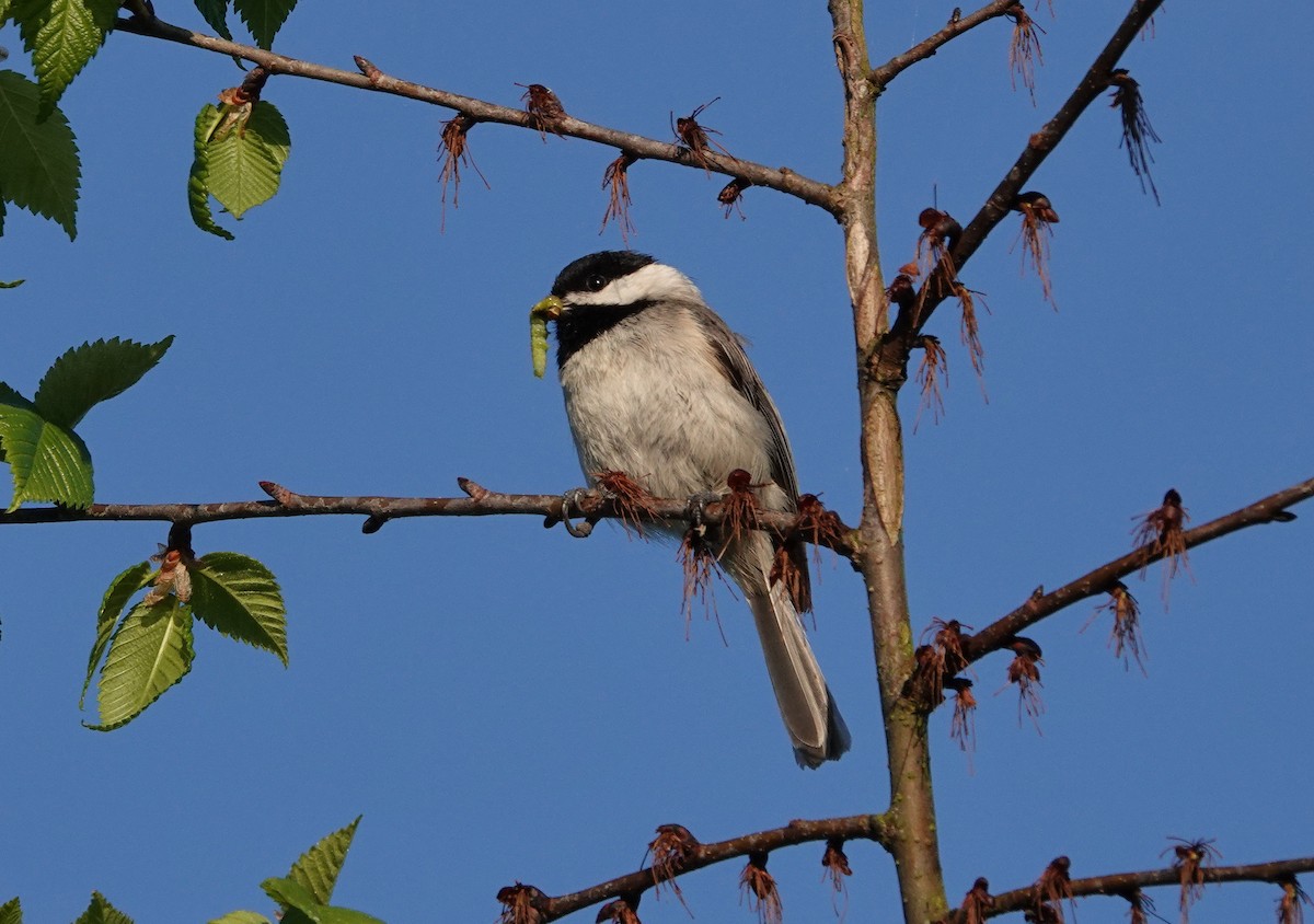 Carolina Chickadee - ML329292121