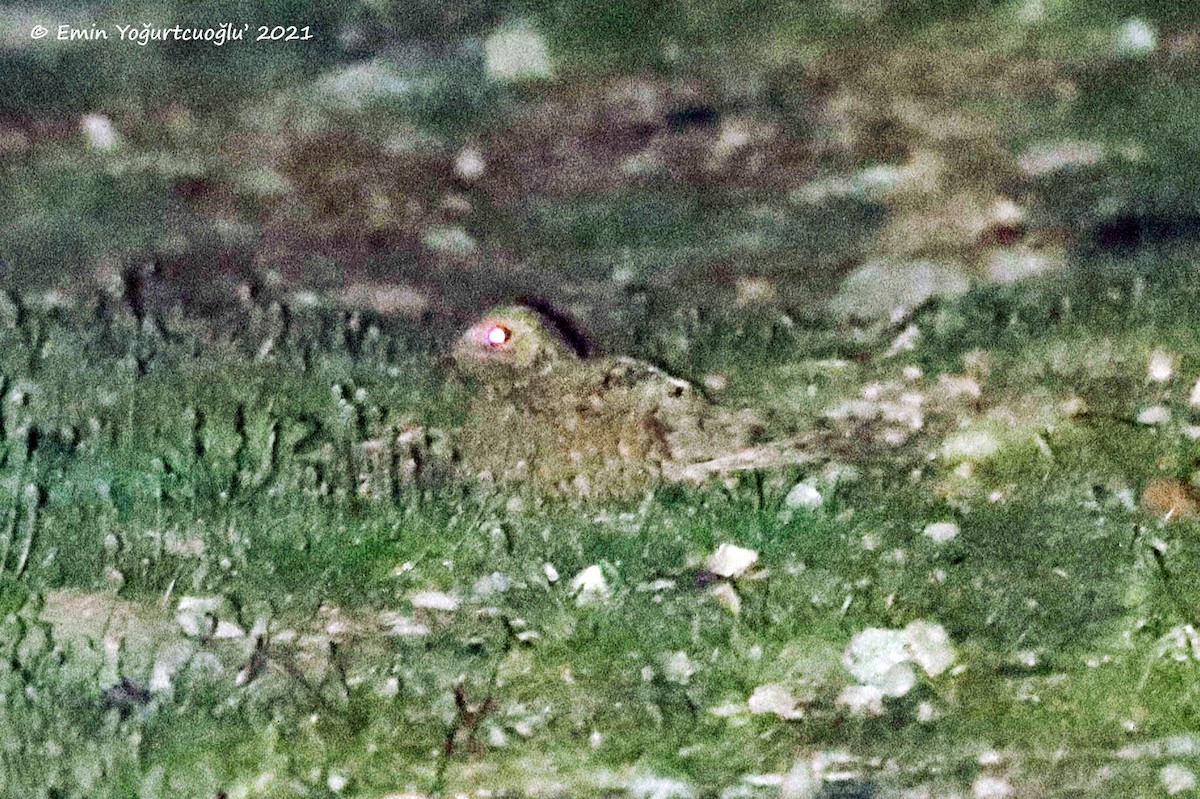 Egyptian Nightjar - Emin Yogurtcuoglu