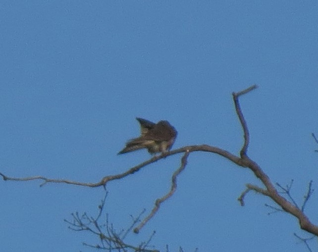 Prairie Falcon - ML32929471