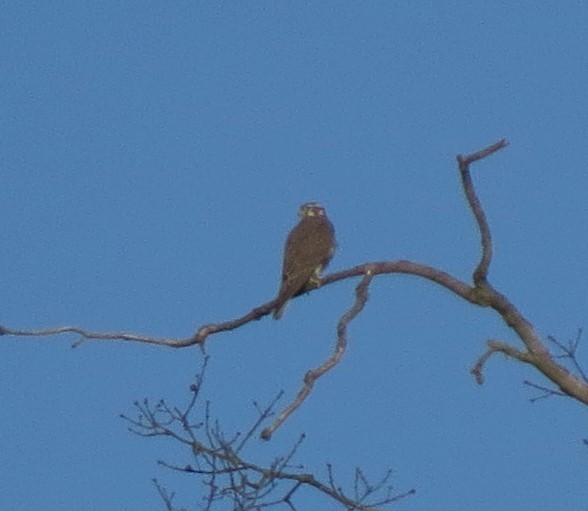 Prairie Falcon - ML32929481