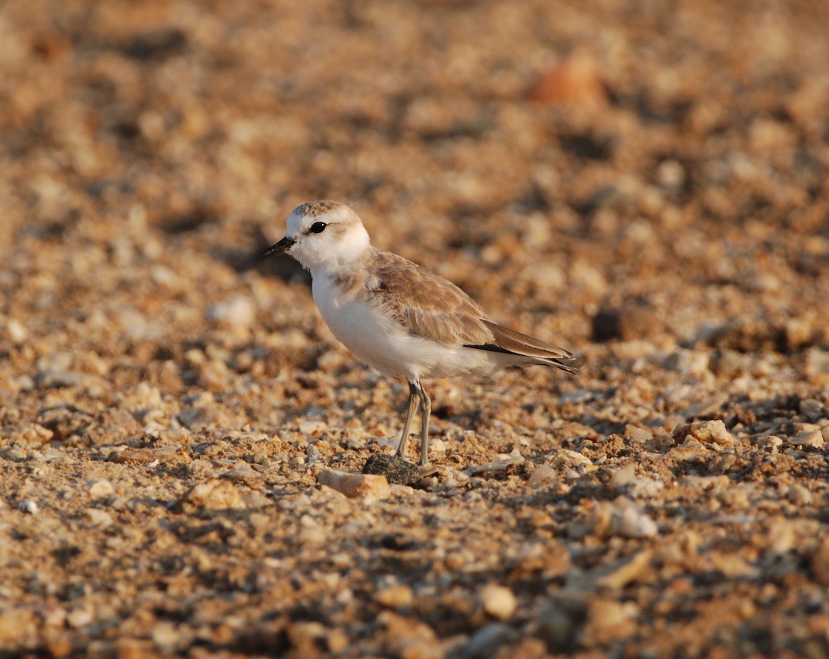 White-fronted Plover - ML329297831