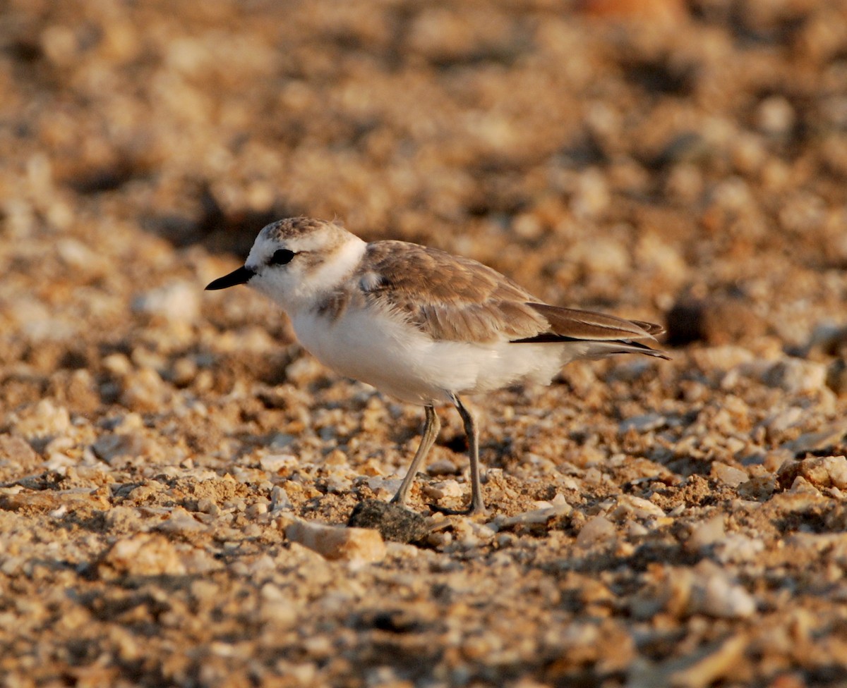 White-fronted Plover - ML329297891