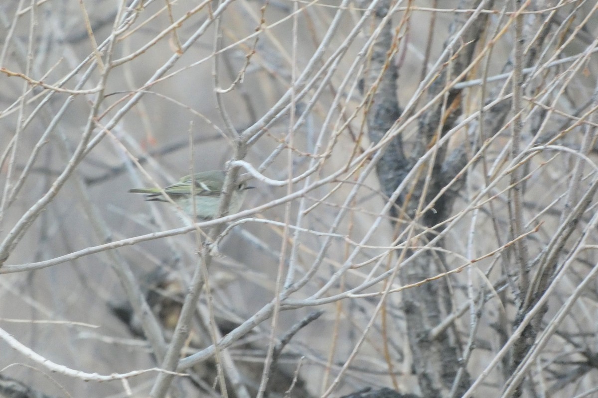 Ruby-crowned Kinglet - ML329298011