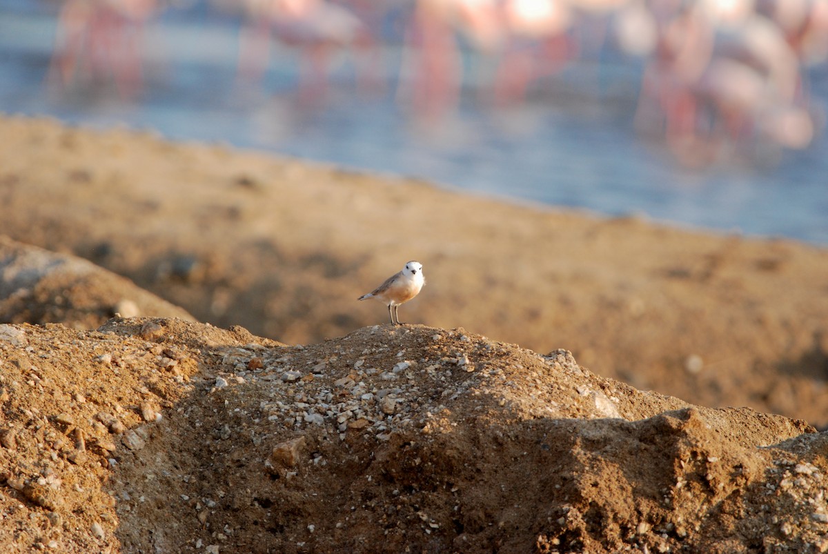 White-fronted Plover - ML329298651