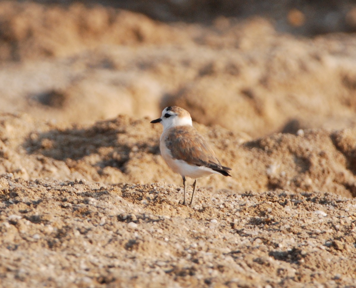 White-fronted Plover - ML329298691