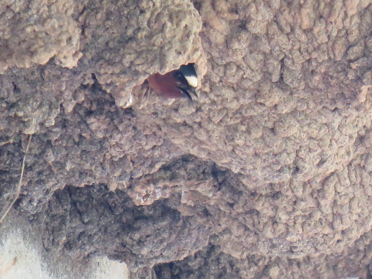 Cliff Swallow - ML329298851