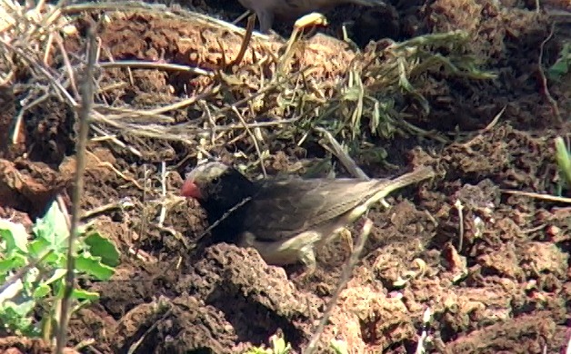 Straw-tailed Whydah - Josep del Hoyo