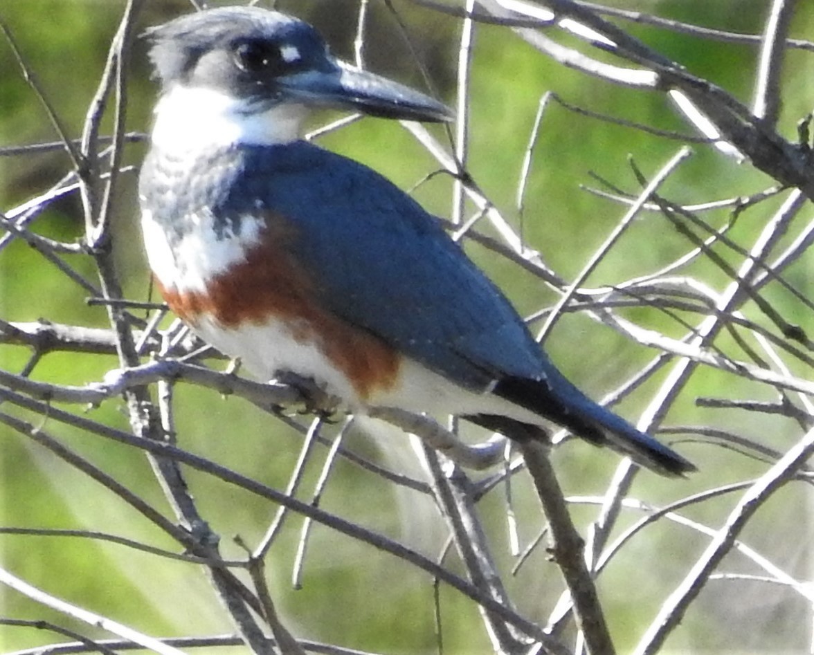 Belted Kingfisher - ML329299221