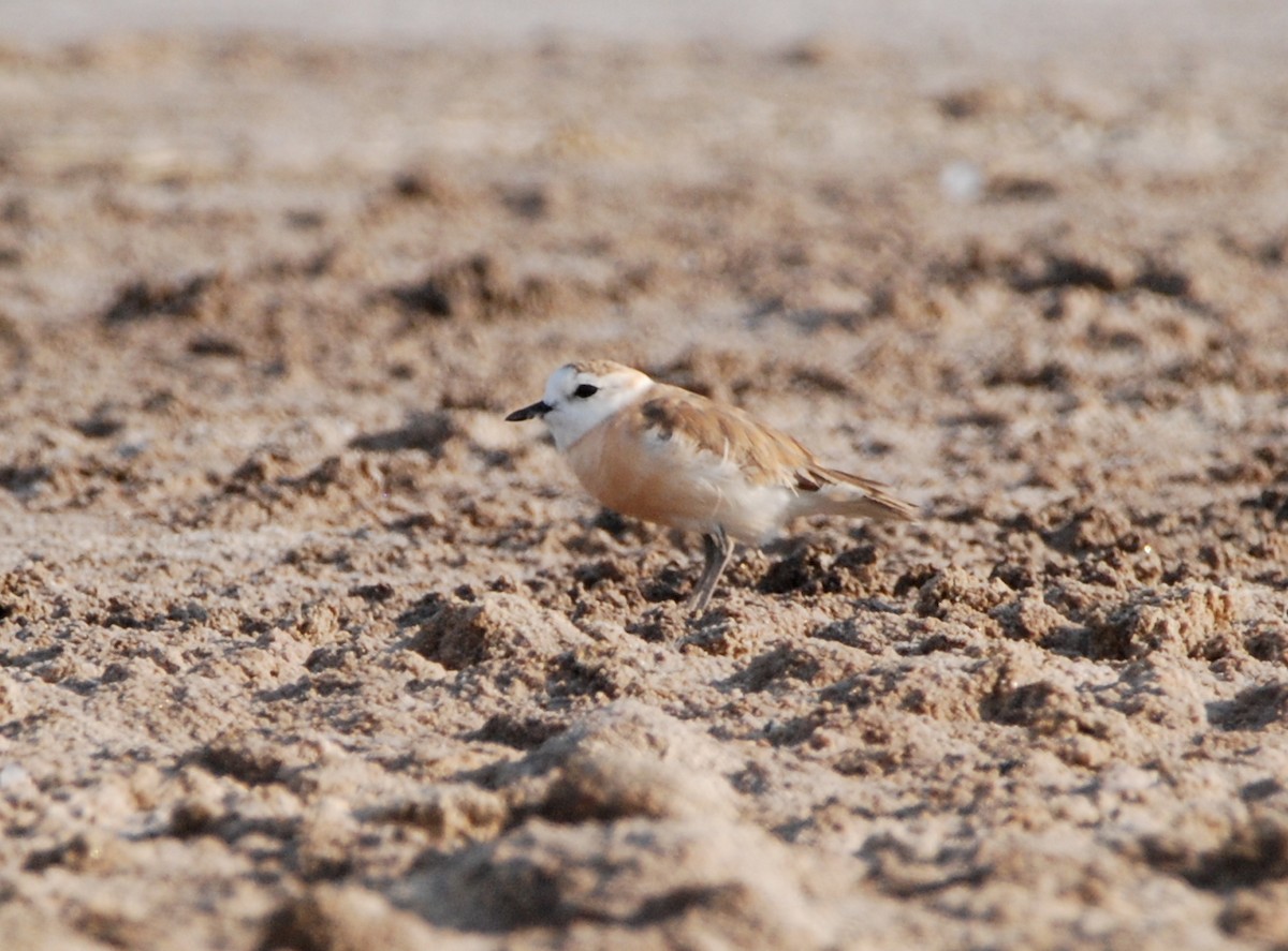 White-fronted Plover - ML329299241