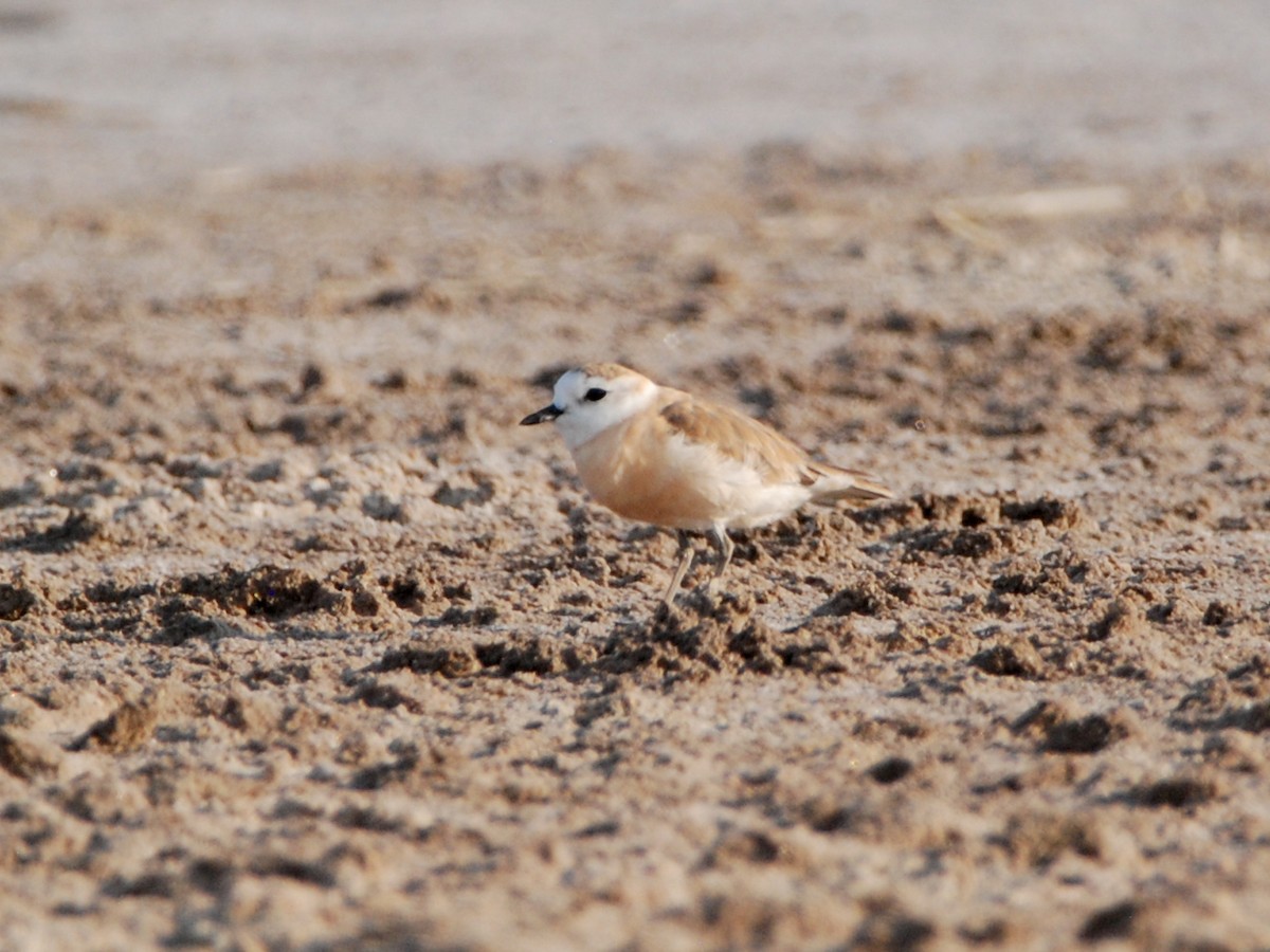 White-fronted Plover - ML329299311