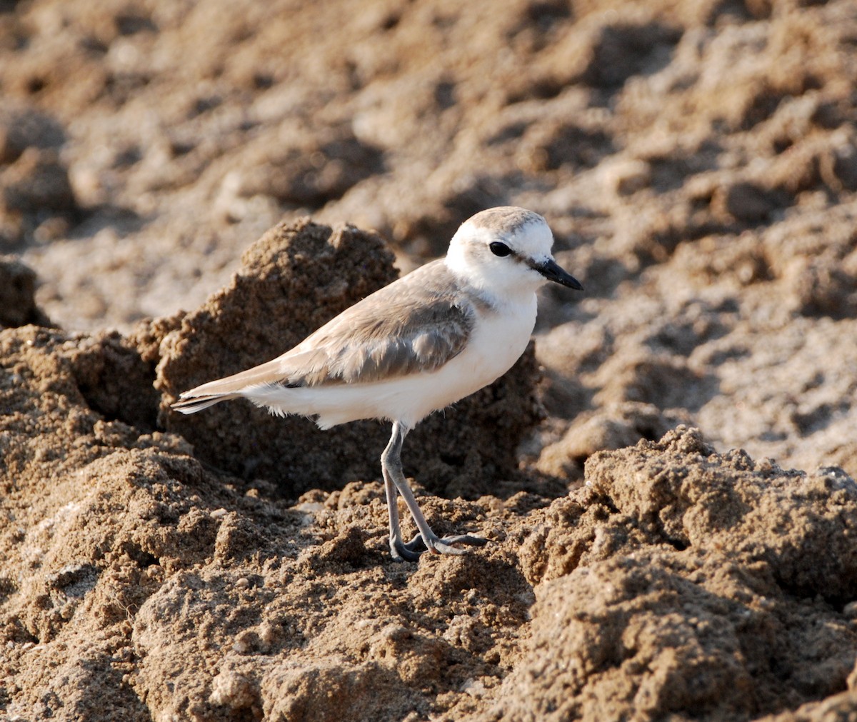 White-fronted Plover - ML329299511