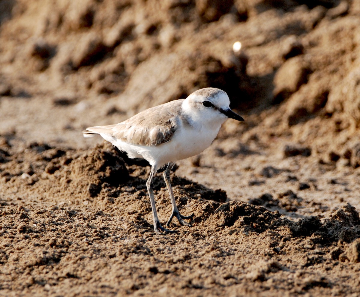 White-fronted Plover - ML329299551