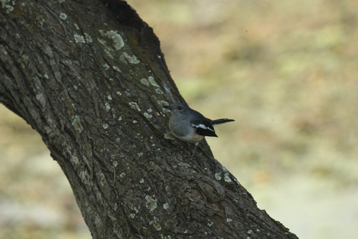 Oriental Magpie-Robin - ML329301681