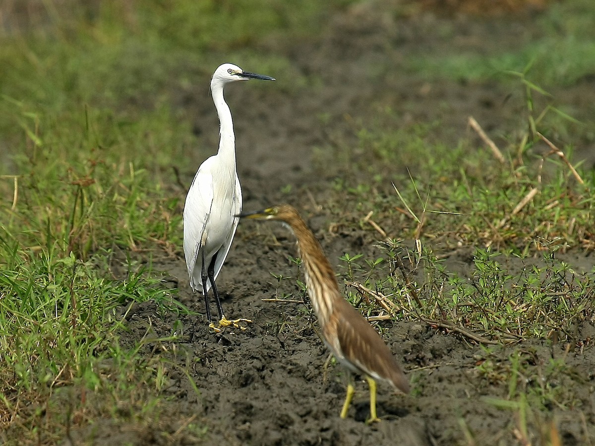 Aigrette garzette - ML329301881