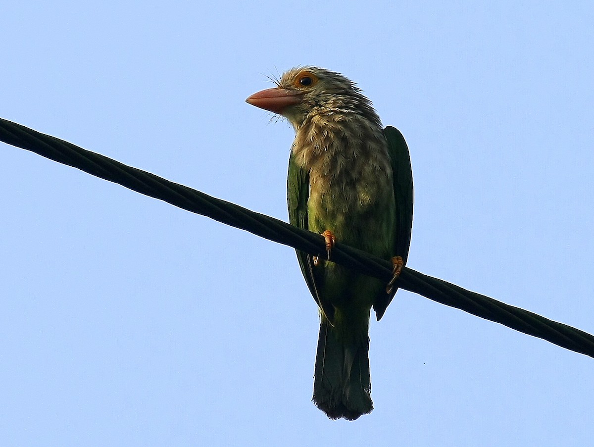 Lineated Barbet - Debashis Chowdhury