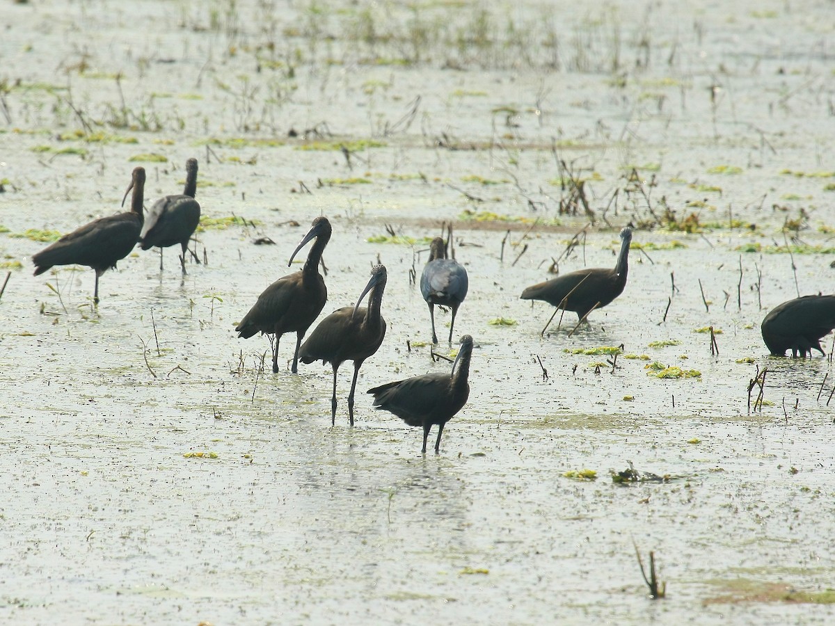 Glossy Ibis - ML329302521