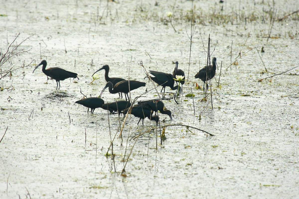 Glossy Ibis - Debashis Chowdhury