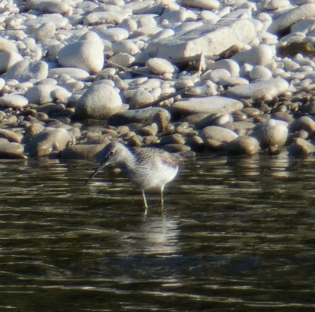 Common Greenshank - ML329303101