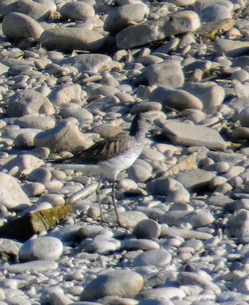 Common Greenshank - ML329303111