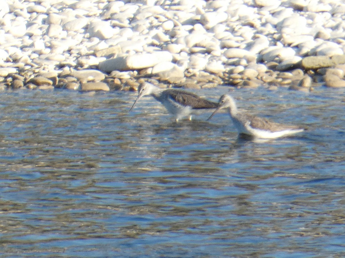 Common Greenshank - ML329303181