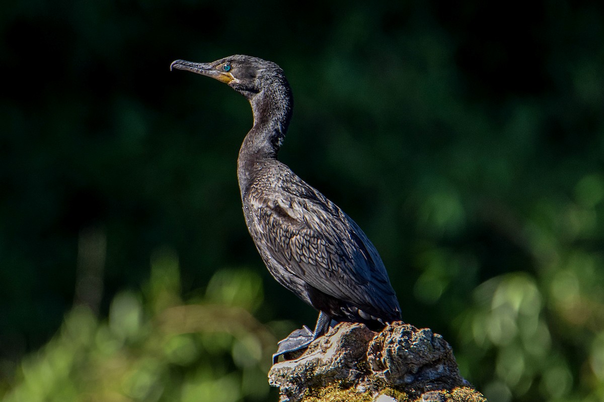 Neotropic Cormorant - ML329303501