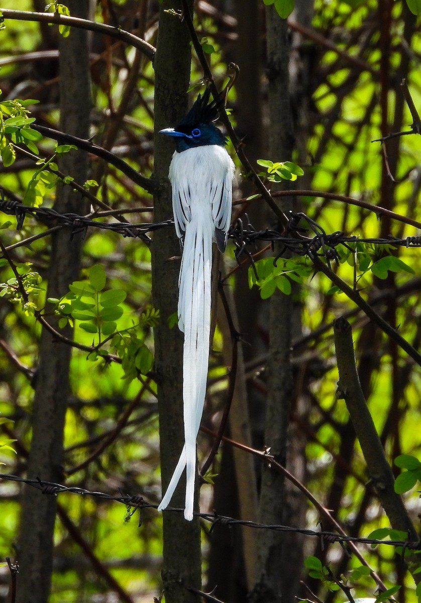 Indian Paradise-Flycatcher - ML329305891