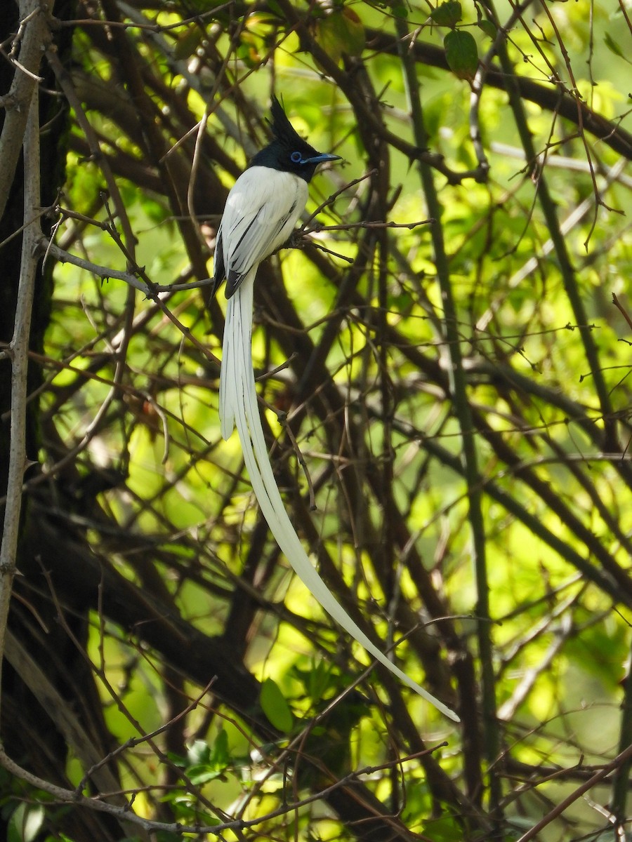 Indian Paradise-Flycatcher - ML329305961