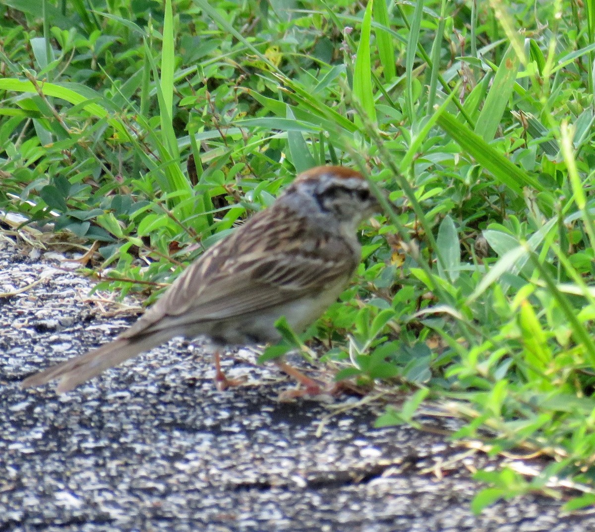 Chipping Sparrow - ML32930641