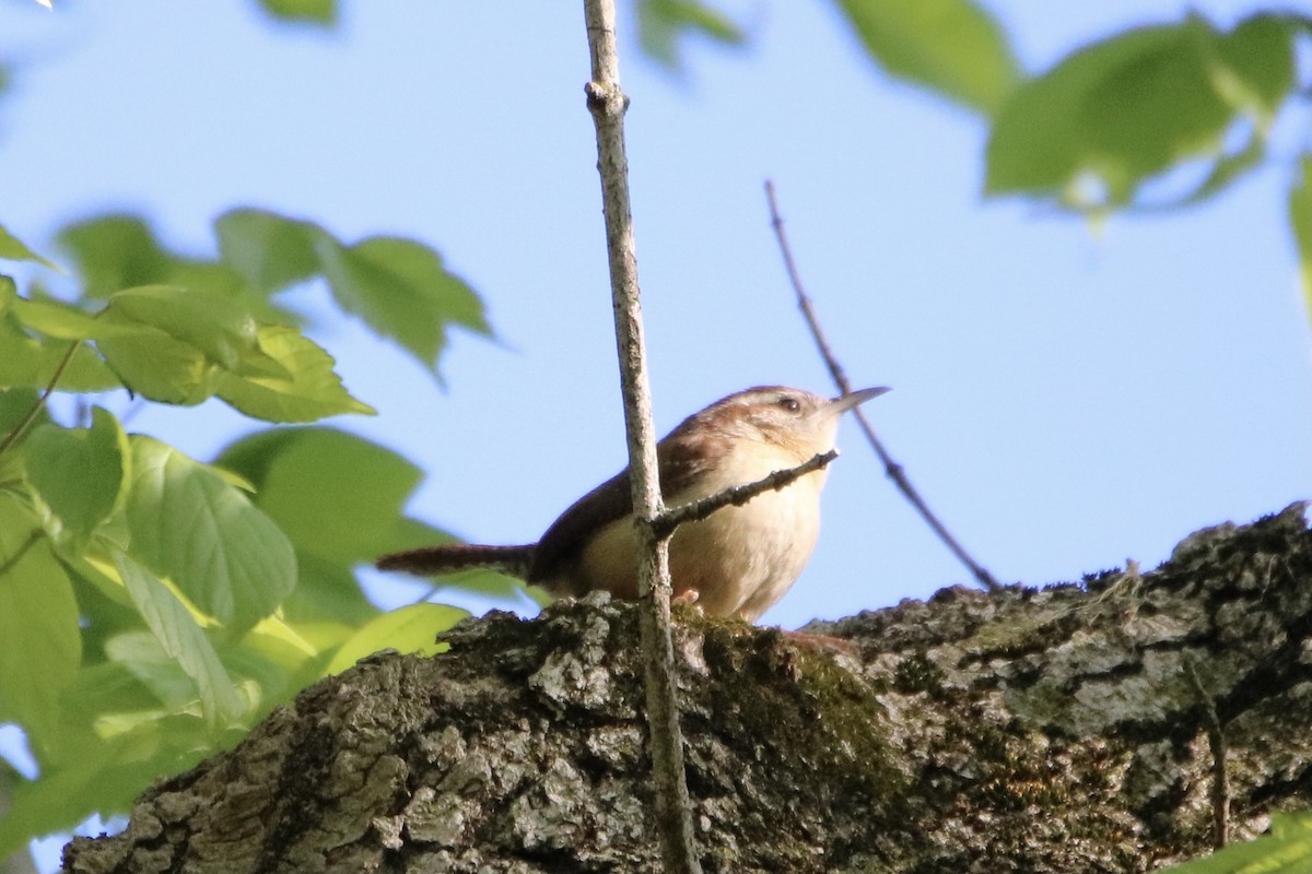 Carolina Wren - ML329307681