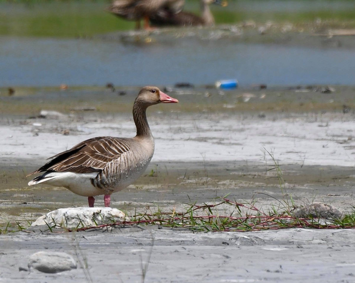 Graylag Goose - ML329307801
