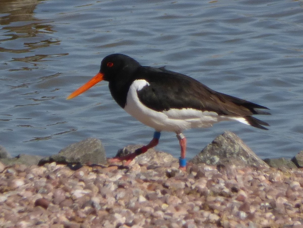 Eurasian Oystercatcher - ML329308901