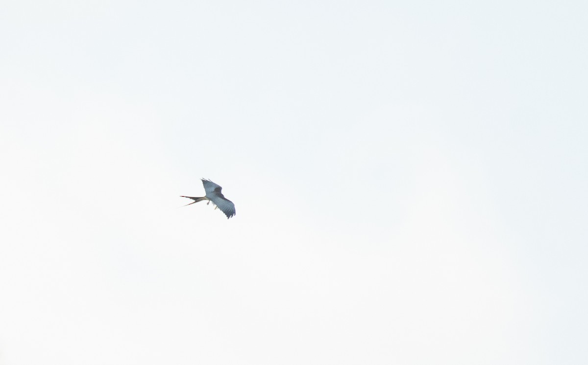 Swallow-tailed Kite - ML329309741