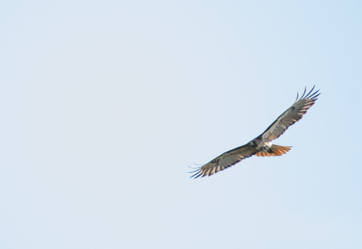 Red-tailed Hawk - ML329309941