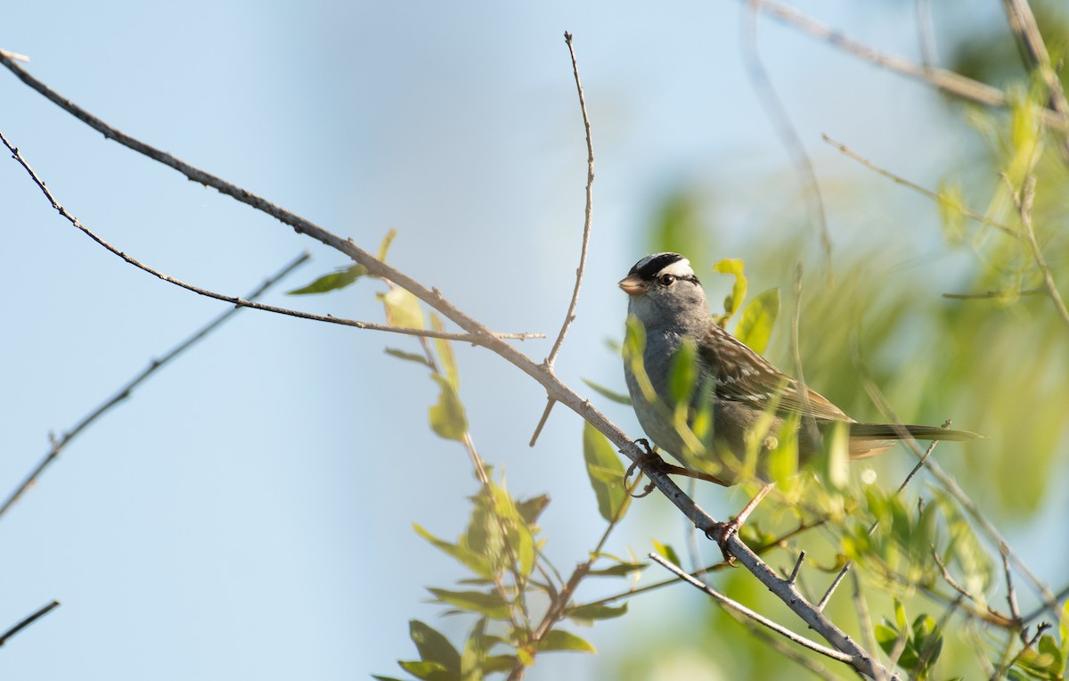 White-crowned Sparrow - ML329310271