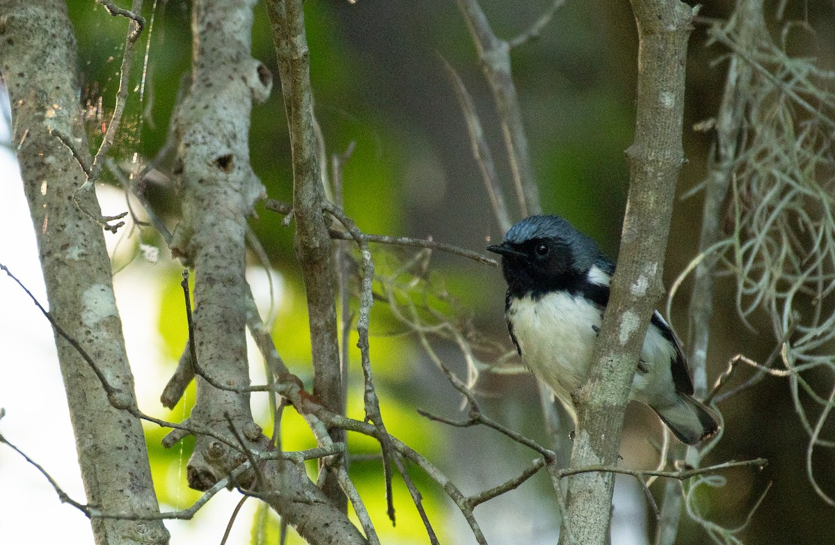 Black-throated Blue Warbler - ML329310421