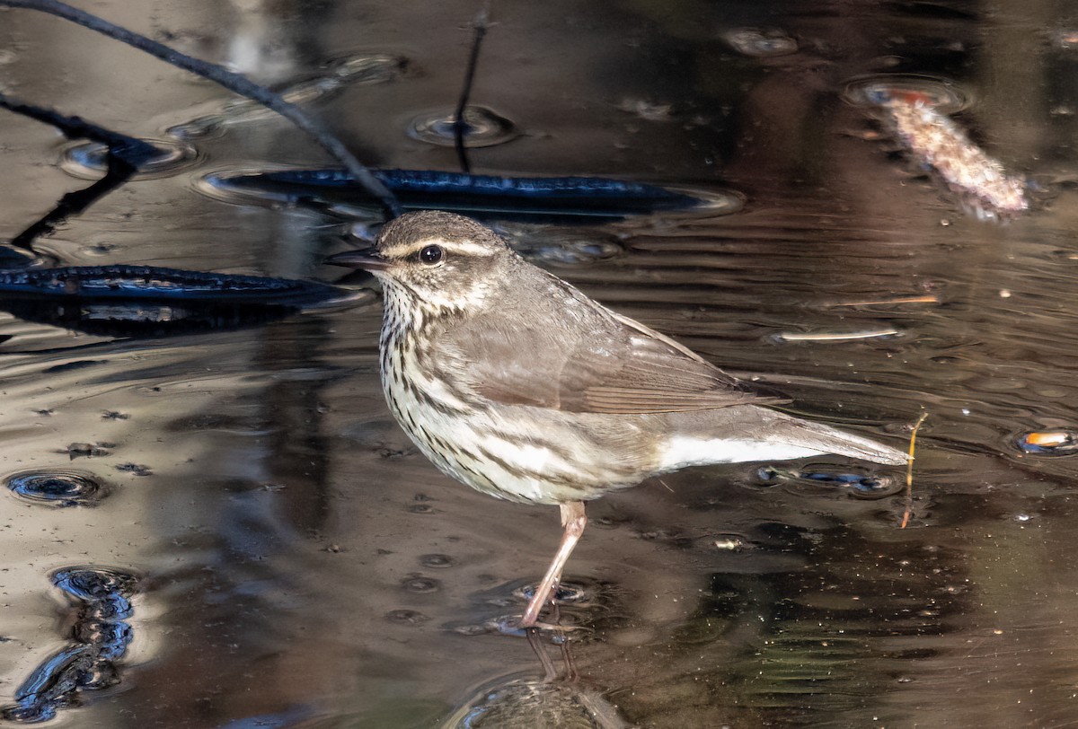 Northern Waterthrush - Kalpesh Krishna