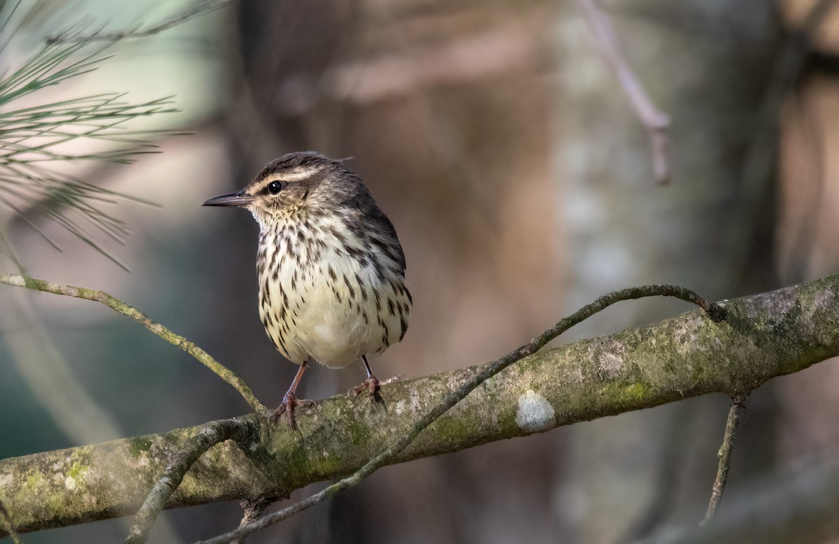 Northern Waterthrush - Kalpesh Krishna