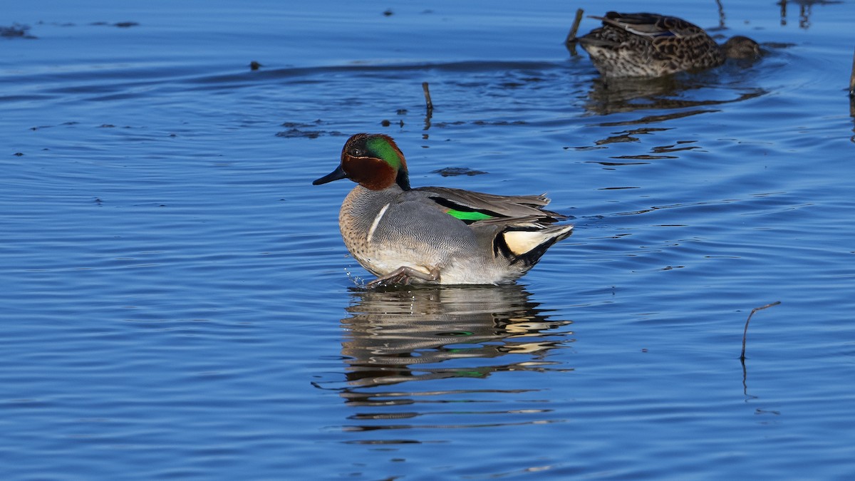 Green-winged Teal - ML329312381