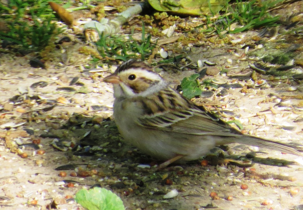 Clay-colored Sparrow - ML329314701