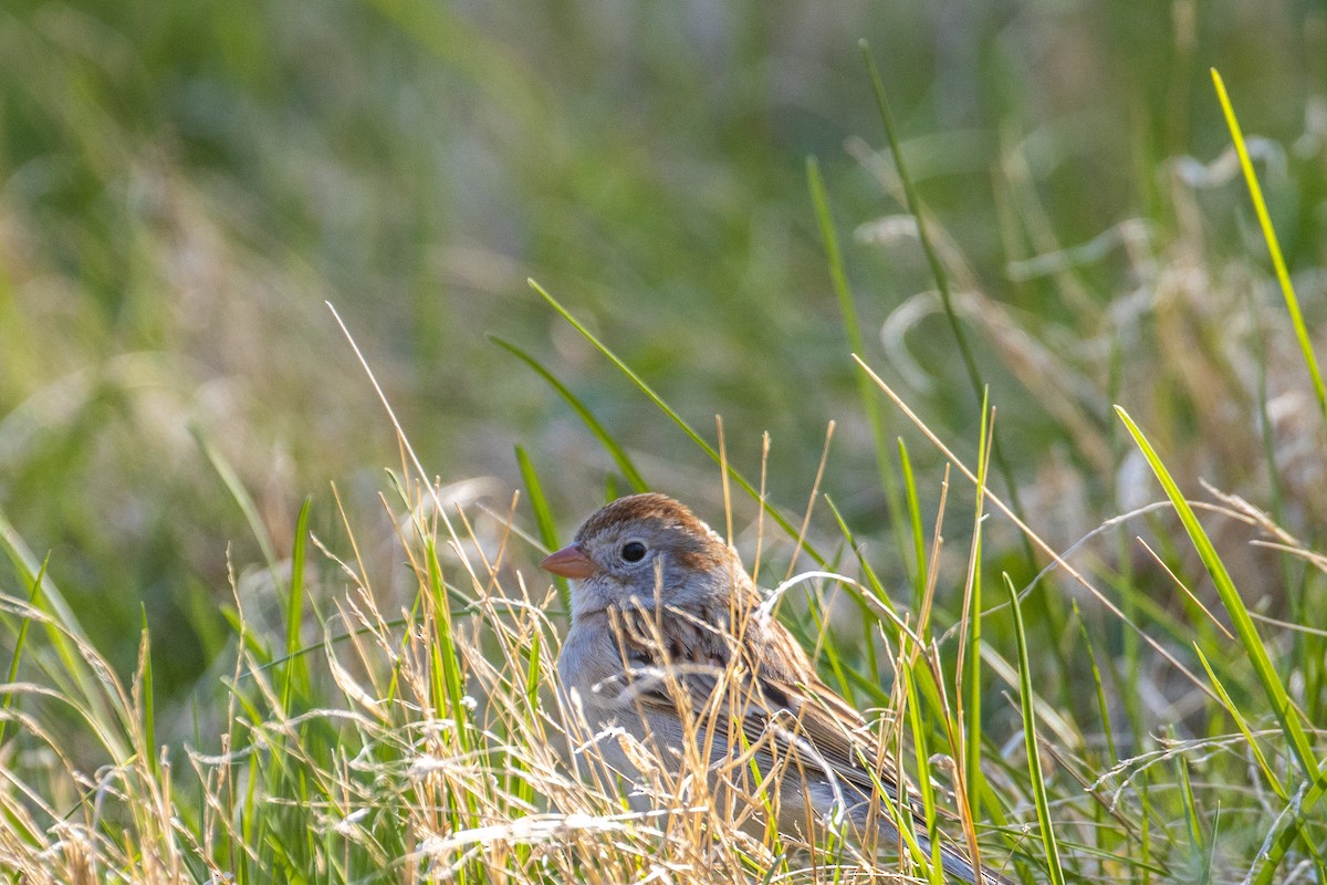 Field Sparrow - ML329314801