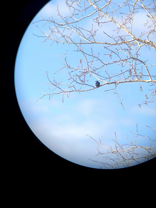 Tree Swallow - ML329315191