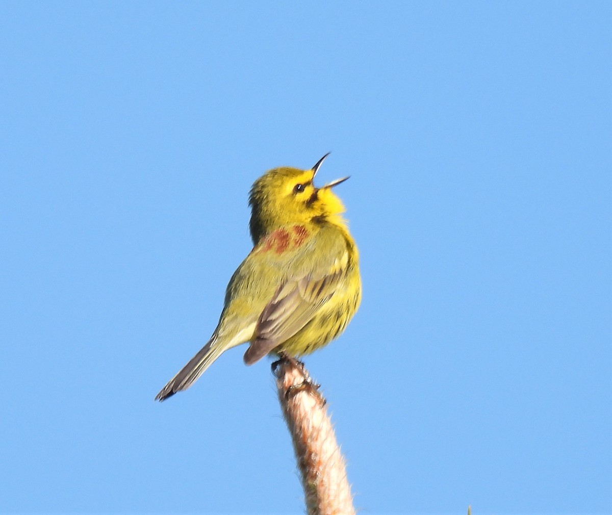 Prairie Warbler - ML329316001