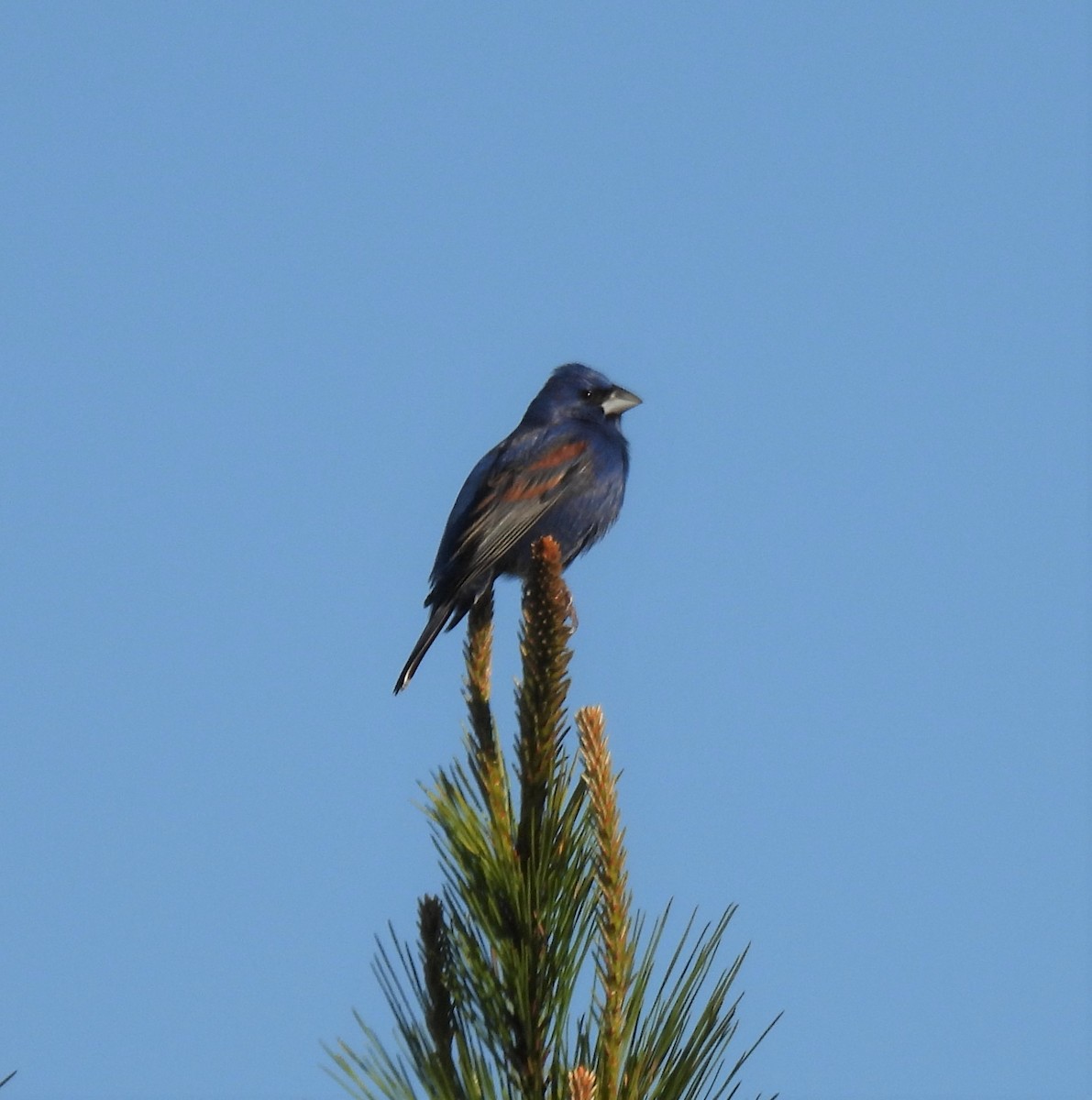 Blue Grosbeak - ML329316031