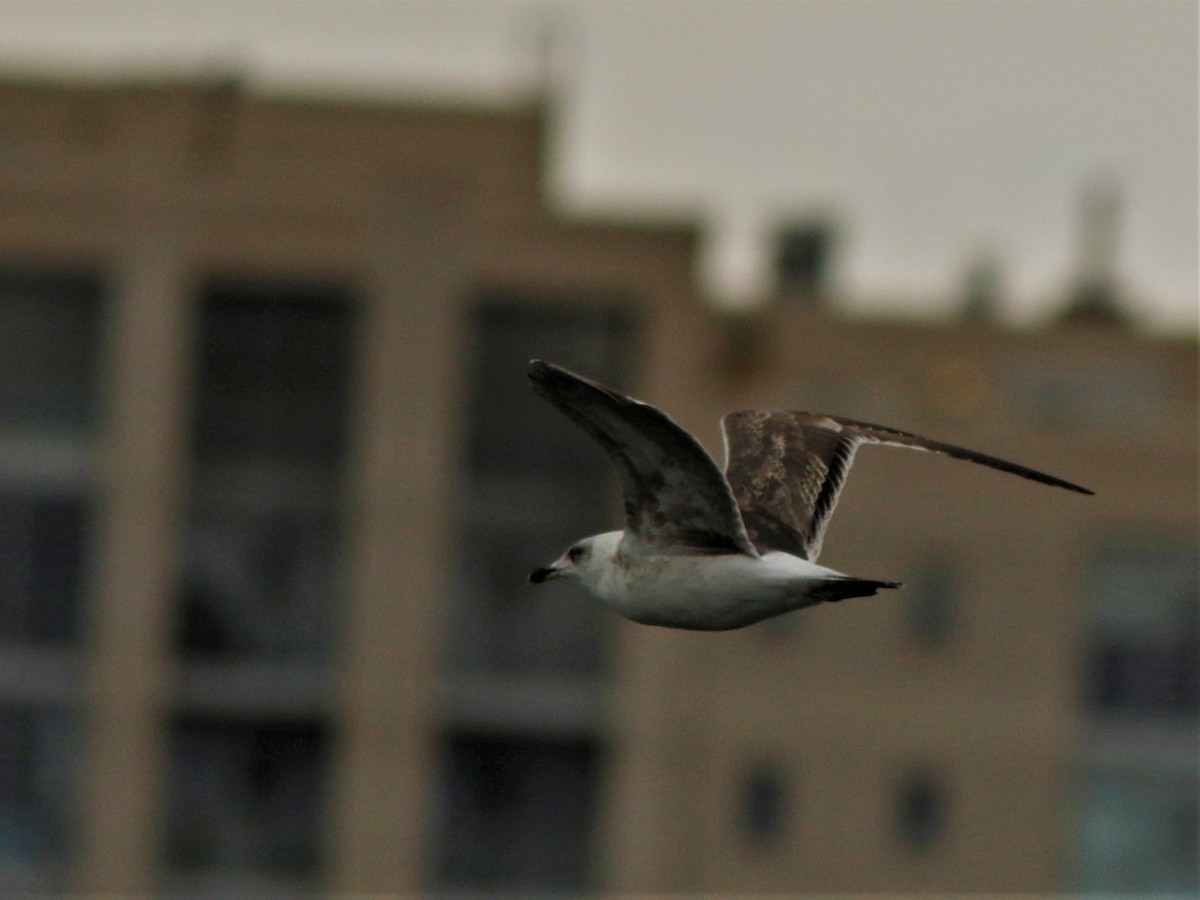 Lesser Black-backed Gull - ML329320441