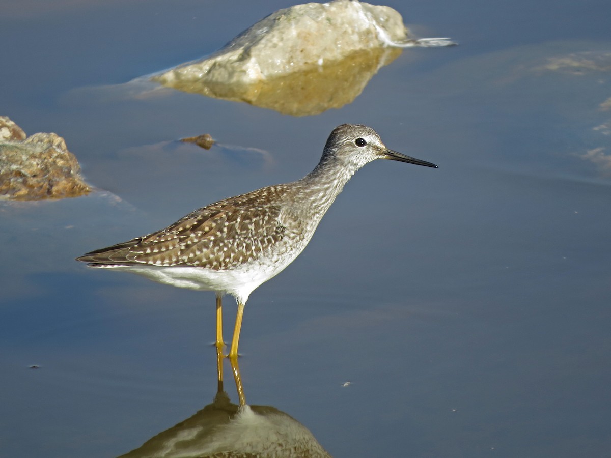 Lesser Yellowlegs - ML32932171